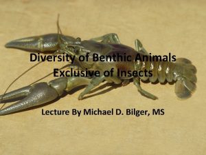 Diversity of Benthic Animals Exclusive of Insects Lecture