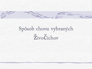 Spsob chovu vybranch ivochov Morsk prasiatko Krmivo ovocie