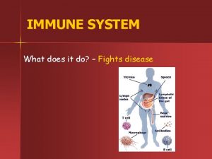 IMMUNE SYSTEM What does it do Fights disease