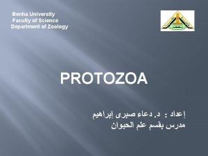 Zoomastigophorea Zoomastigophorea