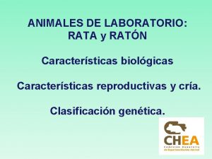 Clasificacion taxonomica de la rata