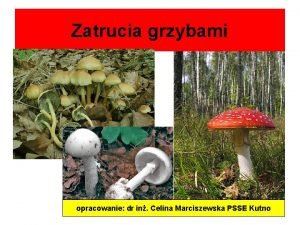 Zatrucia grzybami opracowanie dr in Celina Marciszewska PSSE