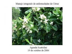 Manejo integrado de enfermedades de Citrus Agueda Scattolini