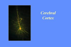 Cerebral Cortex Cerebral Cortex The layer of gray