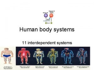 Human body systems 11 interdependent systems Digestive system