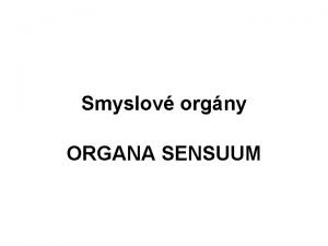Smyslov orgny ORGANA SENSUUM Zrakov stroj organum visus