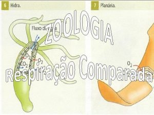 Caractersticas das superfcies respiratrias Apesar da grande diversidade