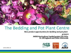 The Bedding and Pot Plant Centre New product