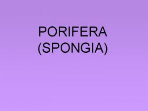 Spongia officinalis