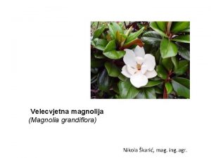 Velecvjetna magnolija Magnolia grandiflora Nikola kari mag ing