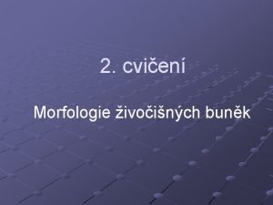 2 cvien Morfologie ivoinch bunk Vzor hlaviky dnenho