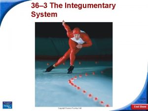 Section 36-3 the integumentary system