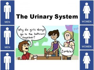 The Urinary System Our Bodies are Amazing Our