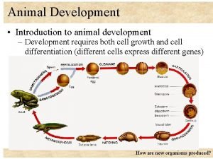 Stages of animal development