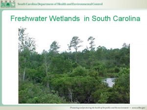 Freshwater Wetlands in South Carolina Wetlands Wetlands are