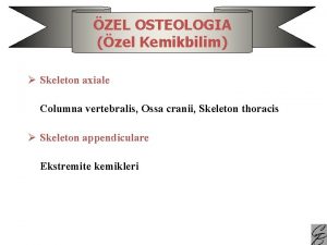 Extremitas caudalis Extremitas caudalis