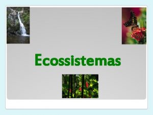 Ecossistemas Interaces seres vivosambiente Orvalhinha planta carnvora Eco