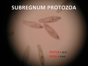 SUBREGNUM PROTOZOA prvi ZON ivot PROTOZOA praivotinje Jednoelijski