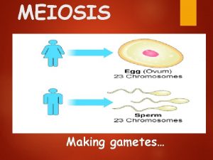 MEIOSIS Making gametes Recall CHARACTERISTICS OF LIVING THINGS