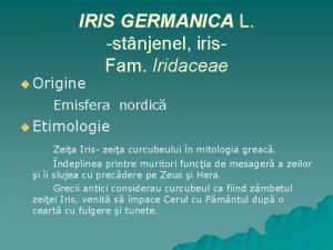 IRIS GERMANICA L stnjenel iris Fam Iridaceae u