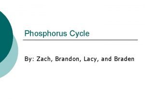 Phosphorus Cycle By Zach Brandon Lacy and Braden