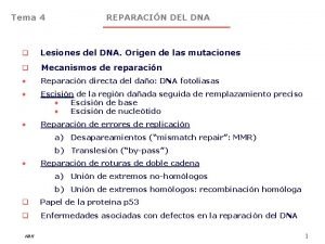 Tema 4 REPARACIN DEL DNA q Lesiones del