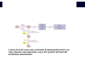 Ciclo glucosio alanina