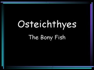 Osteichthyes The Bony Fish Class Osteichthyes Characterized by