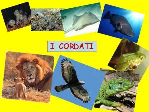 Animali cordati