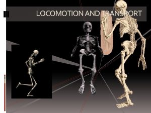 Axial skeleton concept map