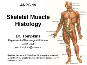 ANPS 19 Skeletal Muscle Histology Dr Tompkins Department