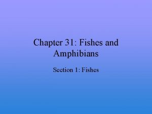 Chapter 31 Fishes and Amphibians Section 1 Fishes