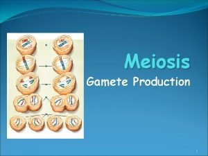 Meiosis Gamete Production 1 Meiosis Different from Mitosis
