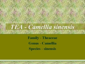 Tea genus Tea genus