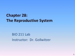 Figure 28-1 the male reproductive system