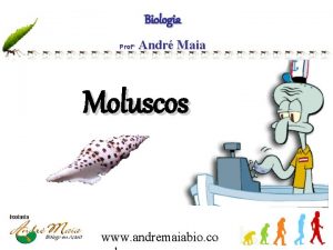 Biologia Prof Andr Maia Moluscos www andremaiabio co