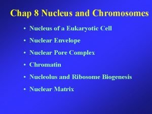 Chap 8 Nucleus and Chromosomes Nucleus of a