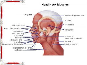 Head Neck Muscles epicranial aponeurosis frontalis orbicularis oculi