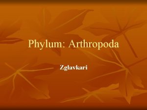 Phylum Arthropoda Zglavkari n n Zglavkari predstavljaju najmnogobrojniji