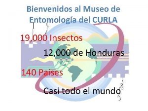 Bienvenidos al Museo de Entomologa del CURLA 19