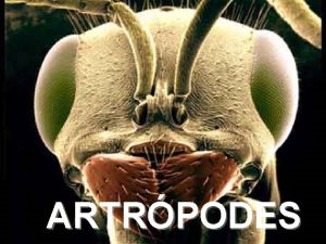 ARTRPODES Filo Arthropoda Artrpodes Do grego arthros articulado