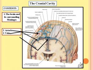 The Cranial Cavity CONTENTS 1 The brain and