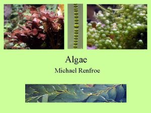 Algae Michael Renfroe Algae diverse group of organisms