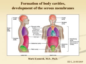 Formation of body cavities development of the serous