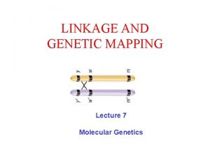 LINKAGE AND GENETIC MAPPING Lecture 7 Molecular Genetics