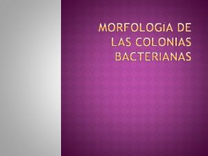 Las especies Bacterianas son grupos de cepas con