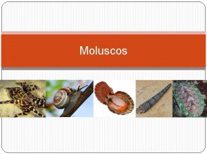 Moluscos Caractersticas gerais Invertebrados Animais de corpo mole