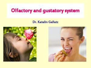 Olfactory and gustatory system Dr Katalin Gallatz OLFACTION