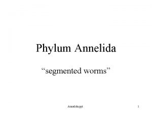 Phylum Annelida segmented worms Annelida ppt 1 Phylum