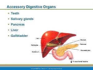 Accessory Digestive Organs Teeth Salivary glands Pancreas Liver